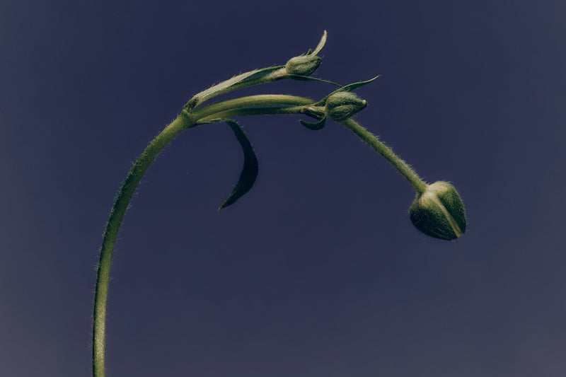 Looking for a safer alternative